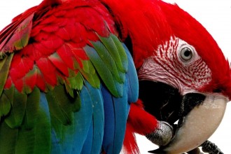 Macaw Bird , 7 Gorgeous Scarlet Macaws In Birds Category