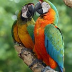 macaw bird , 7 Good Macaw Lifespan In Birds Category