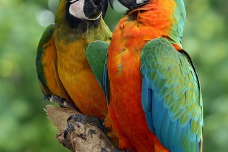 Macaw Bird , 7 Good Macaw Lifespan In Birds Category