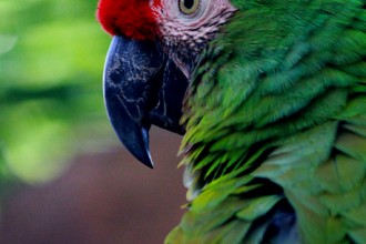 Macaw Birds , 7 Good Macaw Lifespan In Birds Category