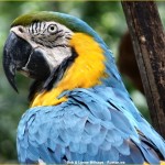 macaw blue and gold , 8 Good Blue And Gold Macaws In Birds Category