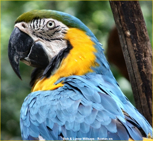 macaw blue and gold : Biological Science Picture Directory – Pulpbits.net