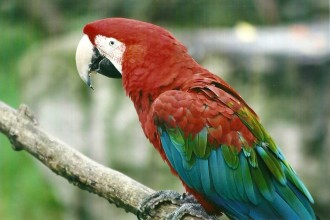 Macaw For Sale , 9 Beautiful Green Wing Macaw In Birds Category