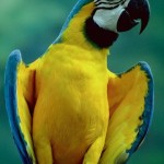 macaw image , 7 Lovely Glaucous Macaw In Birds Category