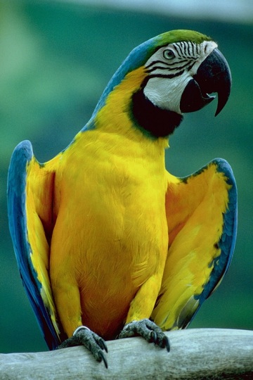 Birds , 7 Lovely Glaucous Macaw : Macaw Image