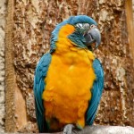 macaw parrot , 7 Awesome Blue Throated Macaw In Birds Category