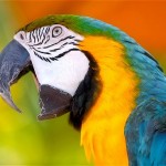 macaw parrot , 7 Cool Macaw Facts For Kids In Birds Category