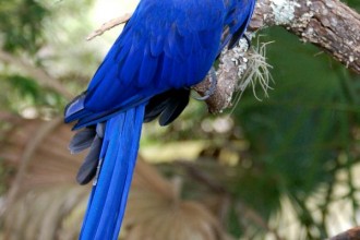 Macaw Parrot , 7 Cool Hyacinth Macaws In Birds Category