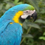 macaw parrot , 8 Unique Macaw Breeders In Birds Category