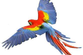 Macaw Scarlet , 7 Nice Parrot Clipart In Birds Category