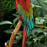 macaw scarlet , 8 Cool Green Wing Macaw In Birds Category