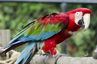 Macaw Scarlet , 9 Beautiful Green Wing Macaw In Birds Category