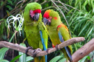 Macaws Jurong Bird , 8 Wonderful Types Of Macaws In Birds Category