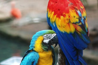 Macaws , 7 Cool Pictures Of Macaws In Birds Category