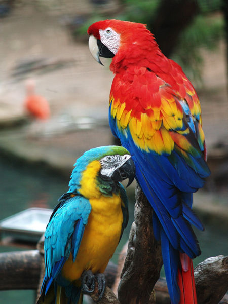 Birds , 7 Cool Pictures Of Macaws : Macaws