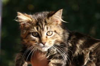 Maine Coon , 7 Popular Coon Cat Pictures In Cat Category