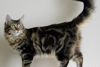Maine Coon Cat , 7 Popular Coon Cat Pictures In Cat Category