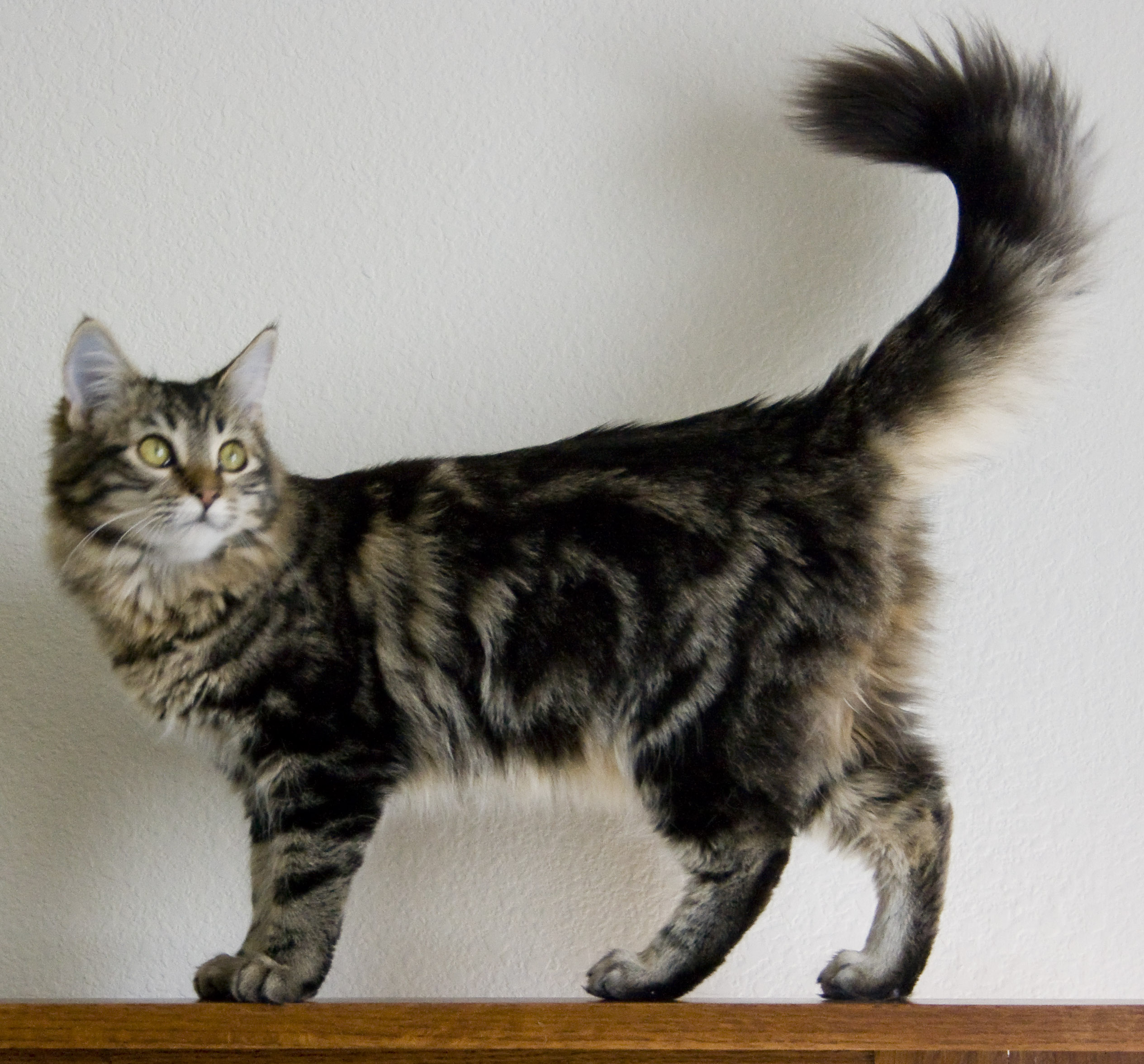 Maine Coon Cat Biological Science Picture Directory