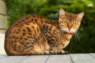 Marbled Bengal Cat , 7 Nice Bengal Cats Pictures In Cat Category