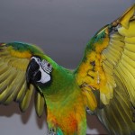 miligold macaw , 8 Wonderful Miligold Macaw In Birds Category