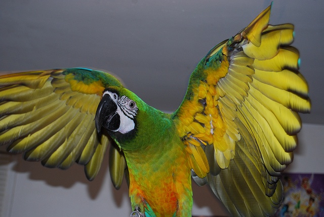 Birds , 8 Wonderful Miligold Macaw : Miligold Macaw