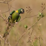 military macaw , 7 Gorgeous Yellow Collared Macaw In Birds Category