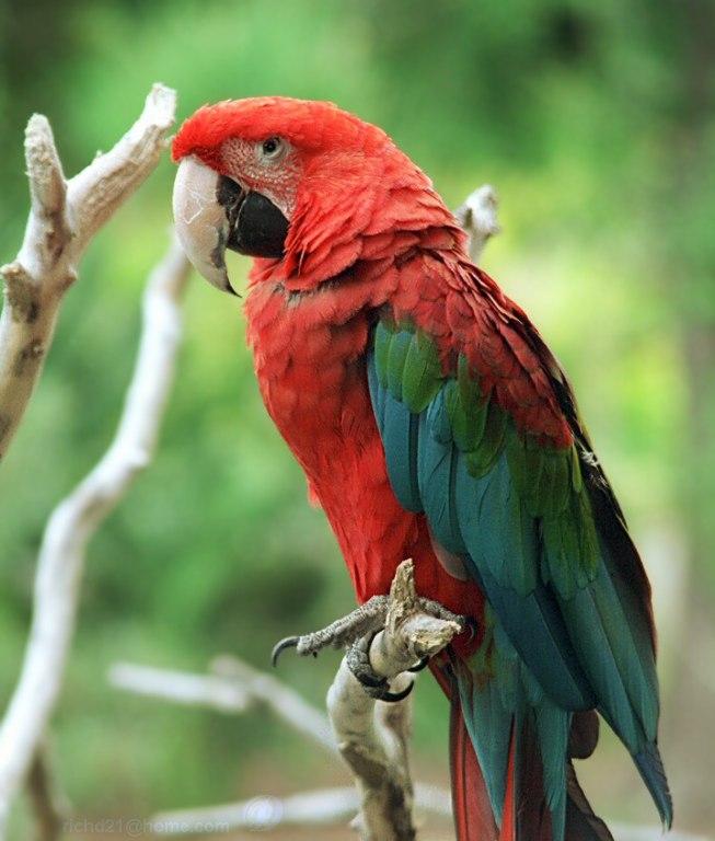 Birds , 8 Charming Green Wing Macaw : Military Macaw