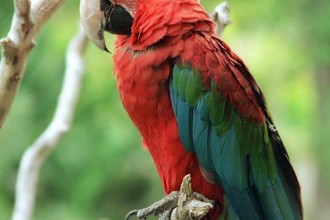 Military Macaw , 8 Cool Green Wing Macaw In Birds Category