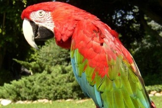 Military Macaw , 9 Beautiful Green Wing Macaw In Birds Category