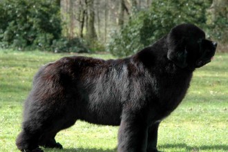 Newfoundland Dogs , 7 Charming Newfoundland Dog Pictures In Dog Category