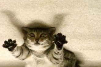 Ninja Cat , 6 Unique Funny Pictures Of Cats With Captions In Cat Category