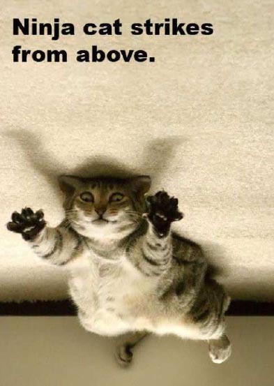 Cat , 6 Unique Funny Pictures Of Cats With Captions : Ninja Cat