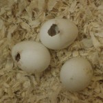 own eggs Cockatiel , 7 Amazing Cockatiel Eggs In Birds Category