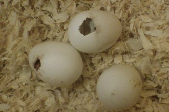 Own Eggs Cockatiel , 7 Amazing Cockatiel Eggs In Birds Category