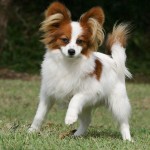 papillon , 4 Beautiful Pictures Of Papillon Dogs In Dog Category