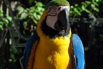 parrot in Genetics