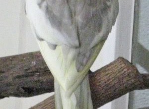 Parrot Cage , 7 Unique Do Cockatiels Talk In Birds Category