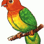 parrot clipart , 7 Nice Parrot Clipart In Birds Category
