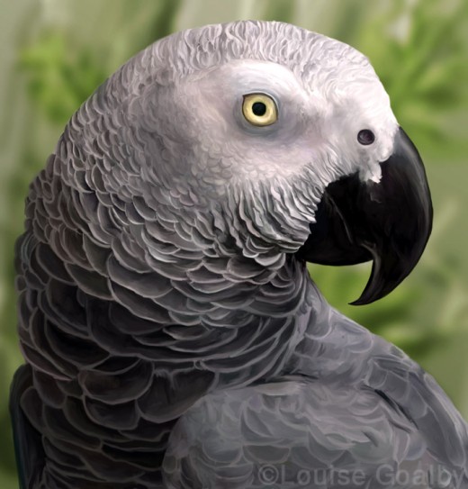 Birds , 7 Good African Grey Parrot Facts : Parrot