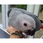 parrot , 7 Cute Baby African Grey Parrot In Birds Category