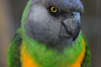 Parrots , 7 Beautiful Senegal Parrot In Birds Category