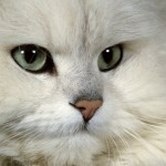persian cat breeders , 7 Beautiful Pictures Of Persian Cats In Cat Category