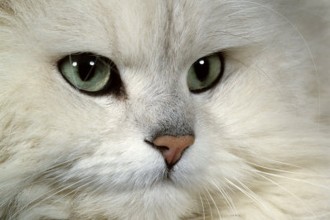 Persian Cat Breeders , 7 Beautiful Pictures Of Persian Cats In Cat Category
