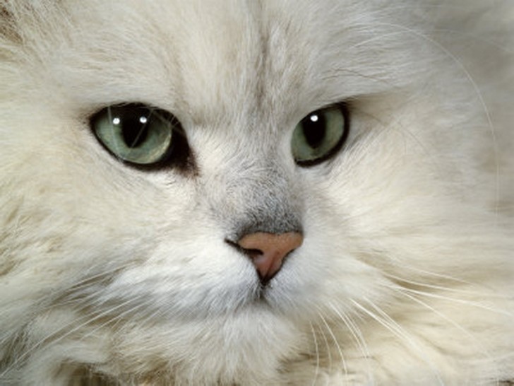 Cat , 7 Beautiful Pictures Of Persian Cats : Persian Cat Breeders