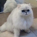 persian cat facts , 7 Beautiful Pictures Of Persian Cats In Cat Category