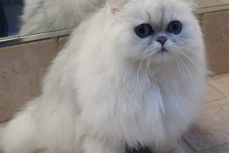 Persian Cat Facts , 7 Beautiful Pictures Of Persian Cats In Cat Category