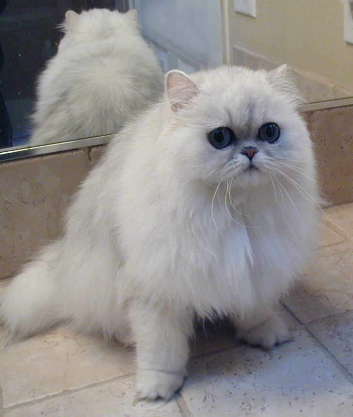 Cat , 7 Beautiful Pictures Of Persian Cats : Persian Cat Facts