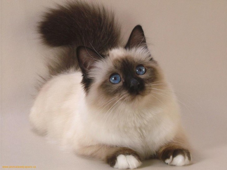 Cat , 7 Beautiful Pictures Of Persian Cats : Persian Cat Pictures