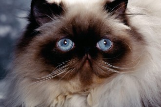 persian cats in Animal