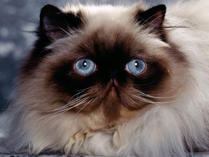 Cat , 5 Lovely Persian Cats Pictures : Persian Cats